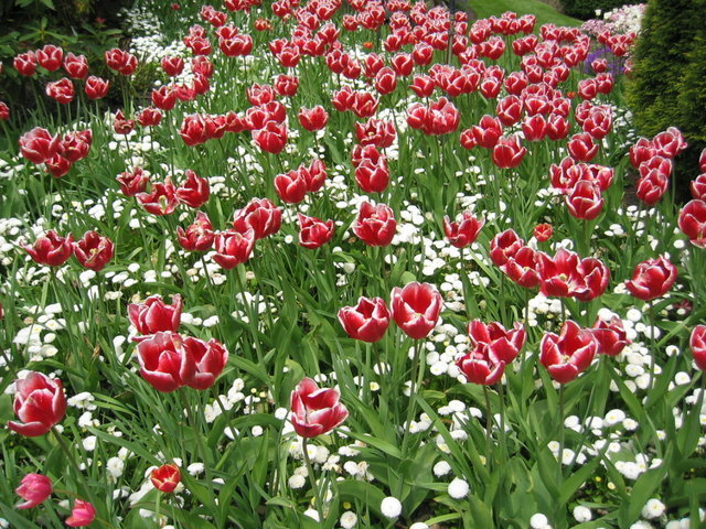 0522-ButchartGarden.jpg 