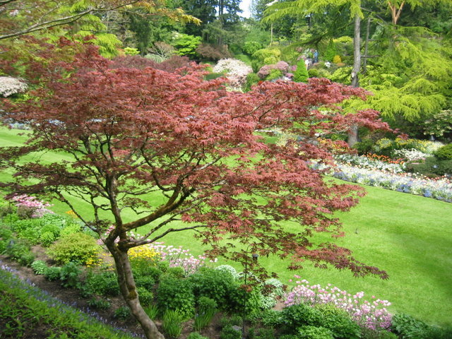 0532-ButchartGarden.jpg 