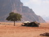 Thumbnail 1032-WadiRum.jpg 