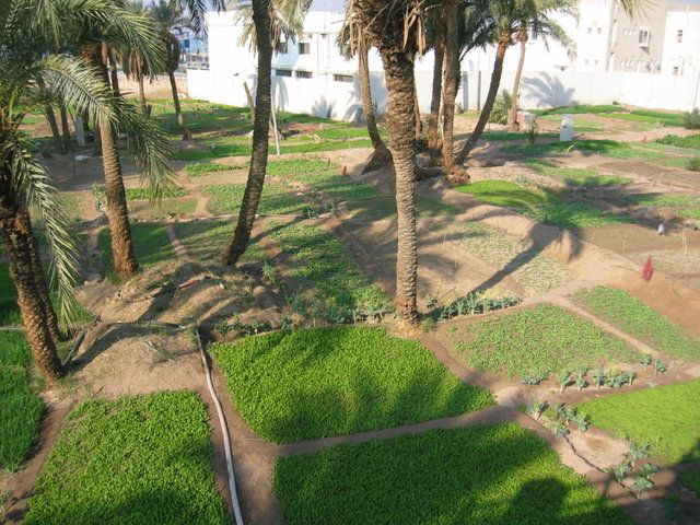 0981-Aqaba.jpg 