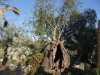 Thumbnail 0318-DesertGarden.jpg 