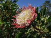 Thumbnail 0725-Protea.jpg 