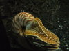 Thumbnail 1265-Nautilus.jpg 