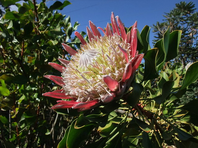 0725-Protea.jpg 