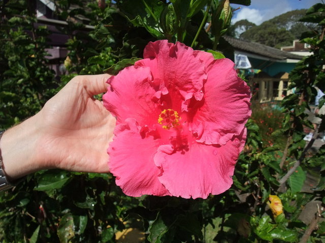 0775-Hibiscus.jpg 