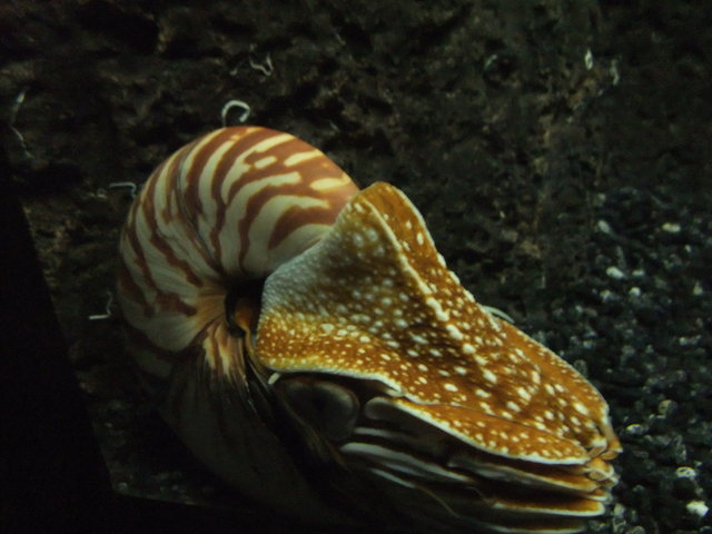 1265-Nautilus.jpg 