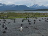 Thumbnail 0800-PenguinRookery.jpg 