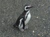 Thumbnail 0806-PenguinRookery.jpg 