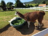 Thumbnail 0994-Llama.jpg 