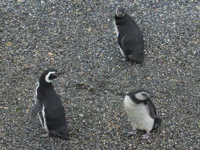 0786-PenguinRookery.jpg 