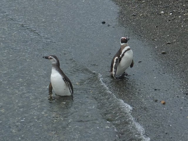 0792-PenguinRookery.jpg 