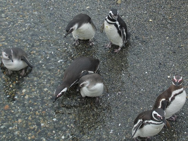 0797-PenguinRookery.jpg 