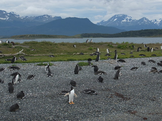 0800-PenguinRookery.jpg 