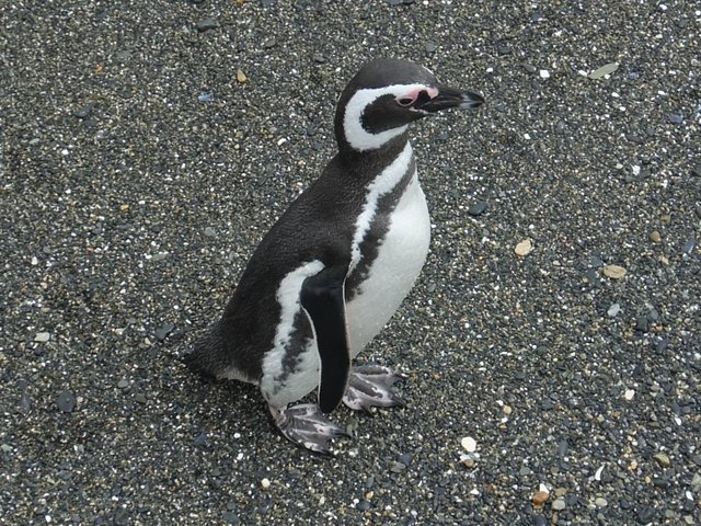 0806-PenguinRookery.jpg 