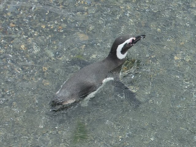 0807-PenguinRookery.jpg 