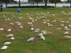 Thumbnail 0022-Cockatoo.jpg 