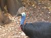 Thumbnail 0140-PerthZoo.jpg 