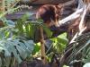 Thumbnail 0141-TreeKangaroo.jpg 