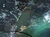 Thumbnail 1686-SeaLifeAquarium.jpg 