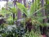 Thumbnail 2143-RoyalBotanicGardens.jpg 