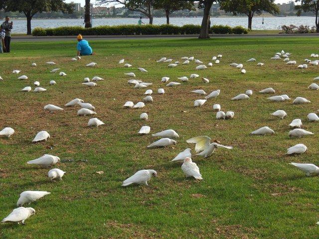 0022-Cockatoo.jpg 