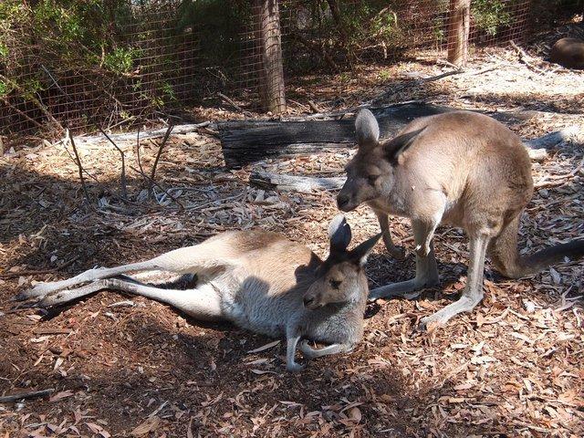 0158-Kangaroo.jpg 