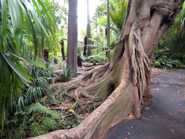 2140-RoyalBotanicGardens.jpg 