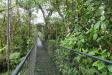 Thumbnail 0621-CloudForestWalk.jpg 