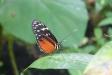 Thumbnail 0632-ButterflyGarden.jpg 