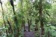 Thumbnail 0669-CloudForestWalk.jpg 