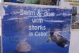 Thumbnail 1056-SwimWithSharks.jpg 