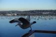 Thumbnail 1087-Seagull.jpg 