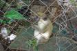 Thumbnail 0936-Monkey.jpg 