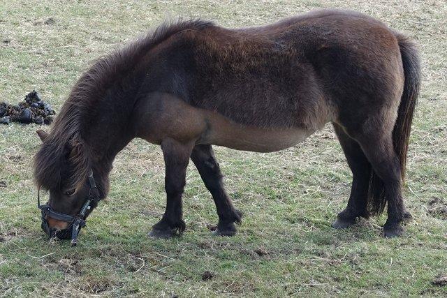 0745-ShetlandPony.jpg 