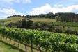 Thumbnail 0235-TantalusVineyard.jpg 