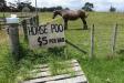 Thumbnail 0248-HorsePoo.jpg 