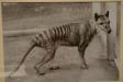 Thumbnail 1019-TasmanianTiger.jpg 