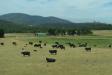 Thumbnail 1232-Cows.jpg 