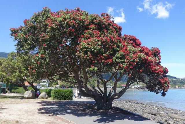 0770-Akaroa.jpg 