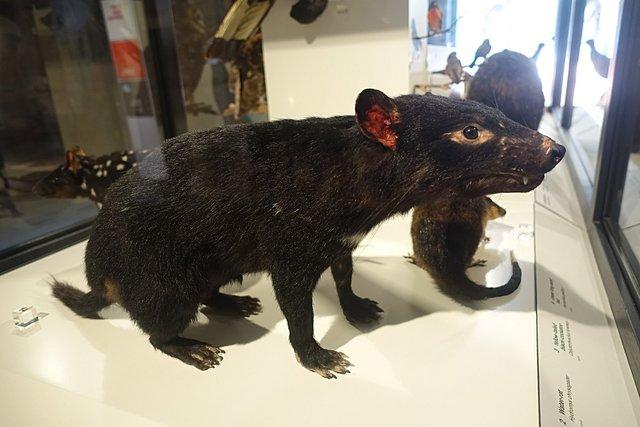 0980-TasmanianDevil.jpg 