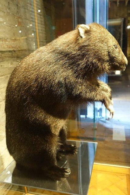 0990-Wombat.jpg 