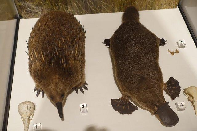 1014-Platypus.jpg 