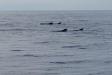 Thumbnail 055-PilotWhales.jpg 