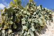 Thumbnail 548-Cactus.jpg 