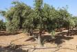 Thumbnail 666-OliveTree.jpg 