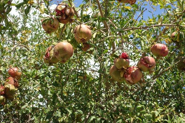 397-Pomegranates.jpg 