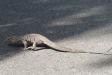 Thumbnail 038-Lizard.jpg 