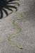 Thumbnail 040-Snake.jpg 