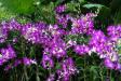 Thumbnail 057-OrchidGarden.jpg 