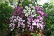 Thumbnail 076-OrchidGarden.jpg 